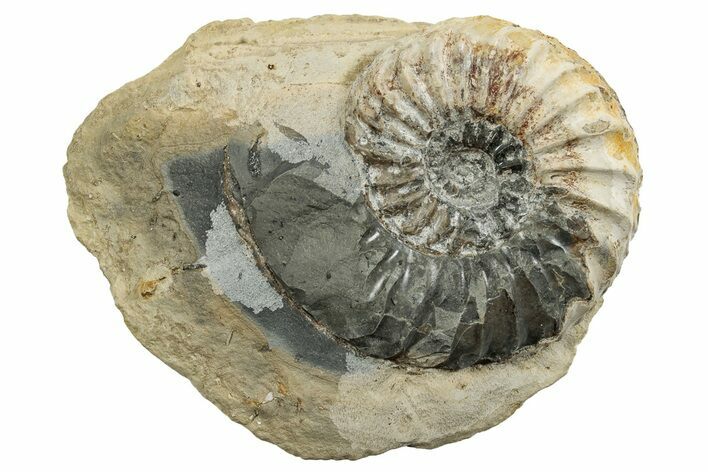Jurassic Ammonite (Pleuroceras) Fossil - Germany #265283